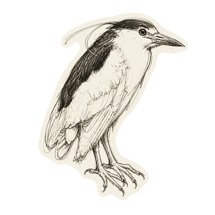 Technical ink study of a bird